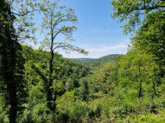 Wald in Solingen. (Foto: © Bastian Glumm)