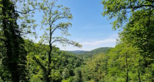 Wald in Solingen. (Foto: © Bastian Glumm)