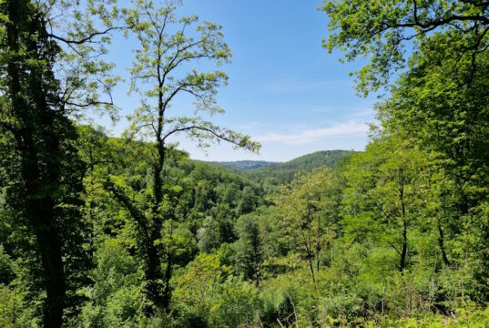 Wald in Solingen. (Foto: © Bastian Glumm)