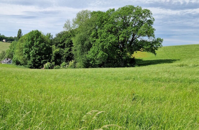 natur-wiese-landschaft-sommer Nachhaltiger Mobilfunk als Teil einer umweltbewussten Infrastruktur – ein Blick auf moderne Ansätze im Natur- und Ressourcenschutz. (Archivfoto: © Bastian Glumm)