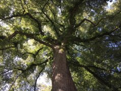 159 Bäume stehen in Solingen unter besonderem Schutz, zwei majestätische Winterlinden an der Lindenbaumstraße gehören jetzt auch dazu. (Foto: © Stadt Solingen)