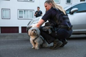 Ein Hund konnze sich während des Einsatzes selbstständig ins Freie retten und wurde anschließend von der Polizei betreut. (Foto: © Tim Oelbermann)