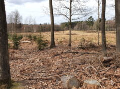 Die ursprüngliche Landschaft der Ohligser Heide soll Zug um Zug wieder hergestellt werden, weshalb Rodungsarbeiten druchgeführt werden. (Archivfoto: © Bastian Glumm)