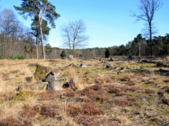 Die ursprüngliche Landschaft der Ohligser Heide soll Zug um Zug wieder hergestellt werden, weshalb Rodungsarbeiten druchgeführt werden. (Archivfoto: © Martina Hörle)