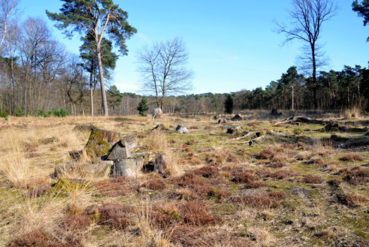 Die ursprüngliche Landschaft der Ohligser Heide soll Zug um Zug wieder hergestellt werden, weshalb Rodungsarbeiten druchgeführt werden. (Archivfoto: © Martina Hörle)