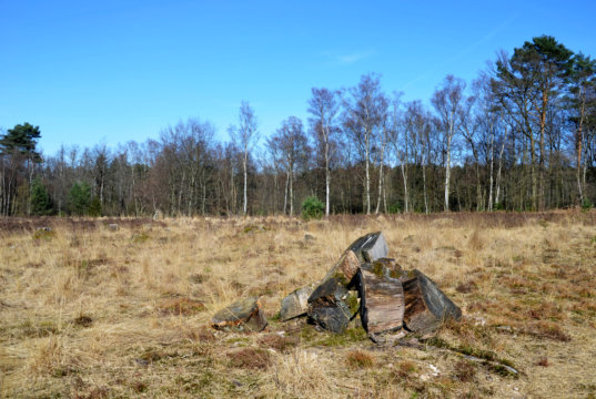 Das Naturschutzgebiet Ohligser Heide. (Archivfoto: © Martina Hörle)