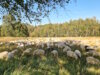 In der Ohligser Heide sind regelmäßig Wanderschafherden unterwegs. (Archivfoto: © Bastian Glumm)