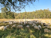 In der Ohligser Heide sind regelmäßig Wanderschafherden unterwegs. (Archivfoto: © Bastian Glumm)