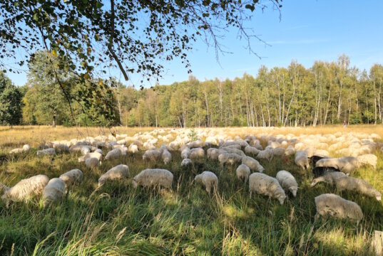 In der Ohligser Heide sind regelmäßig Wanderschafherden unterwegs. (Archivfoto: © Bastian Glumm)