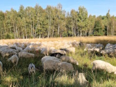 In der Ohligser Heide sind regelmäßig Wanderschafherden unterwegs. (Foto: © Bastian Glumm)