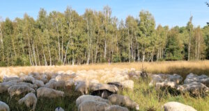 In der Ohligser Heide sind regelmäßig Wanderschafherden unterwegs. (Foto: © Bastian Glumm)