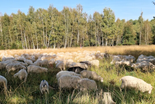 In der Ohligser Heide sind regelmäßig Wanderschafherden unterwegs. (Foto: © Bastian Glumm)