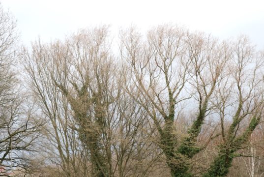 Sturm "Sabine" hatte in Solingen glücklicherweise für keine größeren Schäden gesorgt. (Archivfoto: © Bastian Glumm)