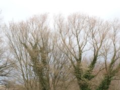 Sturmtief Eberhard fegt am Sonntag über ganz Nordrhein-Westfalen hinweg und schüttelt auch Solingen gehörig durch, die Feuerwehr ist im Großeinsatz. (Foto: © Bastian Glumm)