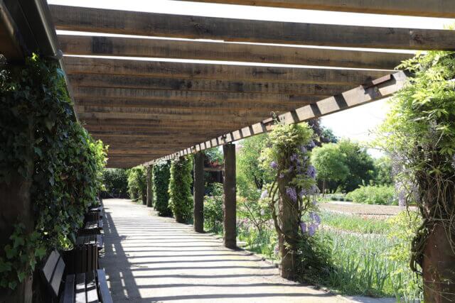 pergola-kurzbach-botanischer-garten (2) Die Pergola im Botanischen Garten Solingen wurde erneuert und feierlich eingeweiht. Dank großzügiger Unterstützung erstrahlt das beliebte Bauwerk jetzt wieder in neuem Glanz – mit zusätzlichem Sonnenschutz. (Foto: © Bastian Glumm)