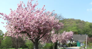 In Rüden stehen derzeit noch die Kirschbäume in Blüte. Wie jedes Frühjahr ein sehenswertes Naturschauspiel. (Foto: © Bastian Glumm)