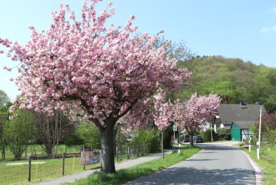 In Rüden stehen derzeit noch die Kirschbäume in Blüte. Wie jedes Frühjahr ein sehenswertes Naturschauspiel. (Foto: © Bastian Glumm)