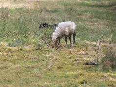 In den kommenden Wochen werden wieder Schafe die Ohligser Heide bevölkern, was nicht zu übersehen und überhören sein wird. (Archivfoto: © Bastian Glumm)