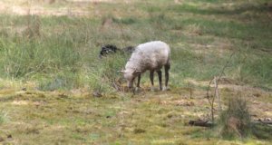 In den kommenden Wochen werden wieder Schafe die Ohligser Heide bevölkern, was nicht zu übersehen und überhören sein wird. (Archivfoto: © Bastian Glumm)