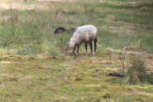 In den kommenden Wochen werden wieder Schafe die Ohligser Heide bevölkern, was nicht zu übersehen und überhören sein wird. (Archivfoto: © Bastian Glumm)