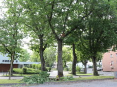 Die Technischen Betriebe Solingen (TBS) führen ab Donnerstag am Schützenplatz Baumpflegearbeiten durch, es kann zu Behinderungen kommen. (Foto: © Bastian Glumm)