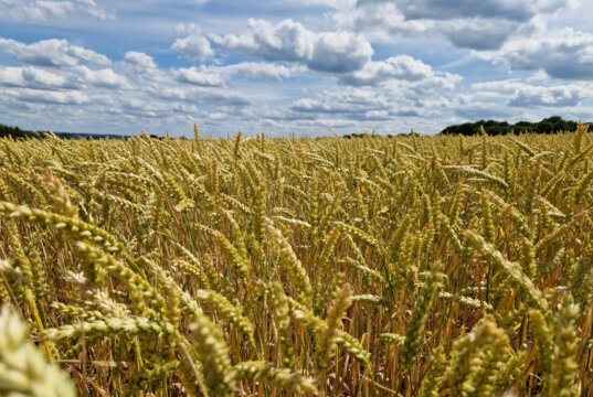 Der Sommermonat Juni insgesamt war trocken und warm. Es fiel nur halb so viel Regen wie im langjährigen Mittel. (Foto: © Bastian Glumm)