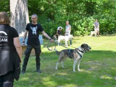 : Beim diesjährigen Sommerfest drehten Tierpfleger und Gassigänger eine Hunderunde auf der großen Wiese vorm Haus. Dabei wurden die einzelnen Tierheim-Hunde vorgestellt. (Foto: © Martina Hörle)
