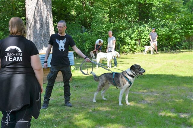 : Beim diesjährigen Sommerfest drehten Tierpfleger und Gassigänger eine Hunderunde auf der großen Wiese vorm Haus. Dabei wurden die einzelnen Tierheim-Hunde vorgestellt. (Foto: © Martina Hörle)