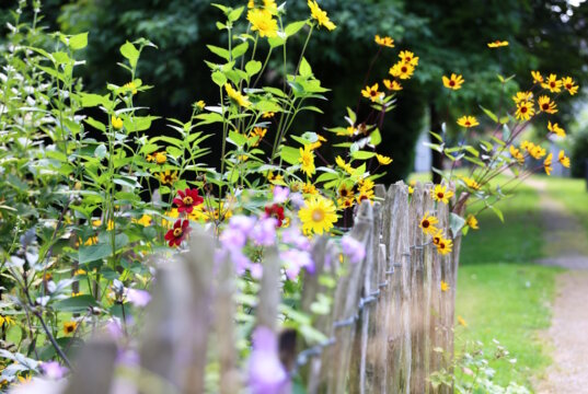 Der Blumenweg in der SBV-Siedlung Weegerhof. Nicht nur hier setzt man auf Natur und ökologische Nachhaltigkeit. (Foto: © SBV Solingen)