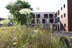 Auch eine Wildblumenwiese stand auf der „Wunschliste“ der Grünlinge – vor allem, um die Biodiversität in der Siedlung zu fördern. (Foto: © SBV Solingen)