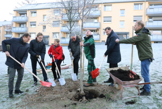 Spar- und Bauverein kooperieren im Rahmen eines Baumpflanz-Projektes. Mitte Dezember wurde der erste junge Baum, ein drei Meter hoher Tulpenbaum (Liriodendron Tulipifera), im Beisein von Oberbürgermeister Tim Kurzbach sowie den SBV-Vorstandsmitgliedern Jürgen Dingel und Uwe Asbach eingepflanzt. (Foto: © SBV Solingen)