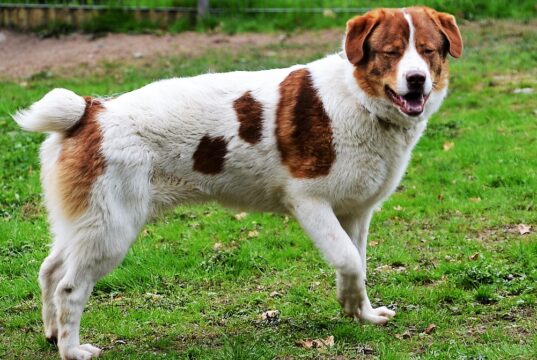 Der freundliche und aufgeschlossene Mischling Thibaut wohnt seit Januar 2023 im Tierheim Solingen. Er ist auf der Suche nach einem neuen Zuhause. Das Kraftpaket ist ein absoluter Schmuser. (Foto: © Martina Hörle)
