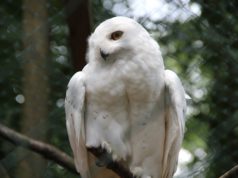 Am langen Pfingstwochenende feiert der Ohligser Vogelpark seinen 90. Geburtstag. Mit dabei sind auch die Schnee-Eulen, die derzeit mit Argusaugen über ihrem Ei wachen. (Archivfoto: © B. Glumm)