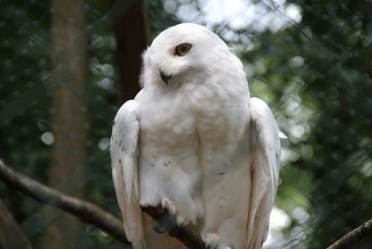 Am langen Pfingstwochenende feiert der Ohligser Vogelpark seinen 90. Geburtstag. Mit dabei sind auch die Schnee-Eulen, die derzeit mit Argusaugen über ihrem Ei wachen. (Archivfoto: © B. Glumm)