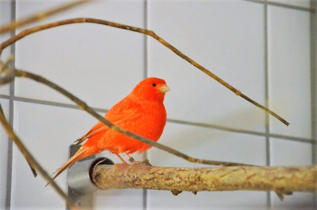 Nistmaterial Für Wellensittiche & Nymphensittiche - Jute Baumwolle Mix 20g