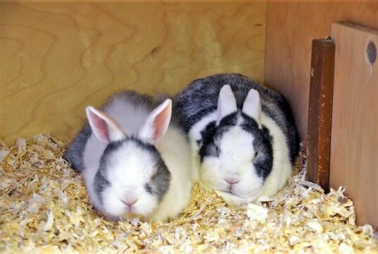 Der kleine Schnuffel wartet zusammen mit seinem Bruder Balou auf ein neues Zuhause. Die kleinen Nager werden paarweise gehalten und brauchen neben Rückzugsmöglichkeiten pro Tier zwei Quadratmeter Platz. (Foto: © Martina Hörle)