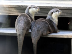 Die Zwergotter der Fauna freuen sich über die Umsetzung einer neuen Anlage. (Foto: © Tierpark Fauna)