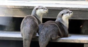 Die Zwergotter der Fauna freuen sich über die Umsetzung einer neuen Anlage. (Foto: © Tierpark Fauna)