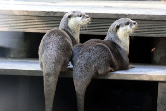 Die Zwergotter der Fauna freuen sich über die Umsetzung einer neuen Anlage. (Foto: © Tierpark Fauna)