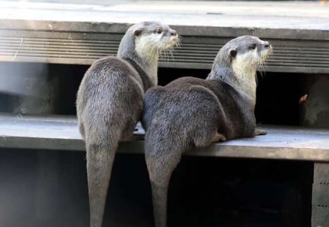 Die Zwergotter der Fauna freuen sich über die Umsetzung einer neuen Anlage. (Foto: © Tierpark Fauna)