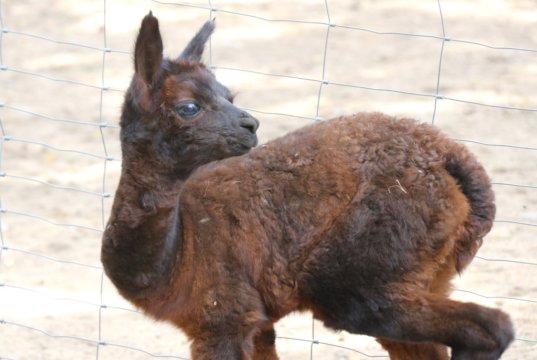 Ist noch namenlos: Am vergangenen Mittwoch erblickte das kleine Alpaka-Mädchen im Gräfrather Tierpark Fauna das Licht der Welt. (Foto: © Bastian Glumm)