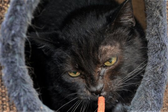Die Europäischen Kurzhaartiger Clumsy und Milu warten im Tierheim Solingen auf ein neues Zuhause. Die beiden sind sehr schüchtern und brauchen etwas Zeit, um Vertrauen aufzubauen. Kater Clumsy ist etwas zutraulicher. (Foto: © Martina Hörle)