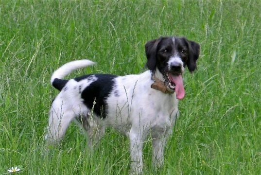 Der schwarz-weiße Bingo ist ein Griffon-kl. Münsterländer-Pointer-Mischling aus Spanien. Der Vierbeiner ist im Januar 2021 geboren und kam bereits mit nicht ganz einem Jahr nach Deutschland. (Foto: © Martina Hörle)