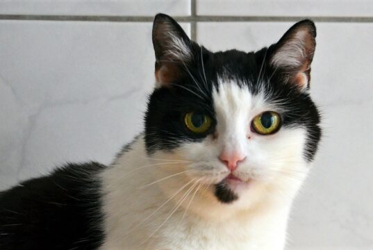 Kitty ist eine bildschöne schwarz-weiße Katze, die nichts mehr liebt als Streicheleinheiten. Jetzt ist sie auf der Suche nach einem behaglichen Altersruheplatz. (Foto: © Martina Hörle)