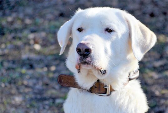 Die vierjährige Luna ist eine bildschöne spanische Hundedame auf der Suche nach einem neuen Zuhause mit liebevollen, aber konsequenten neuen Besitzern. (Foto: © Martina Hörle)