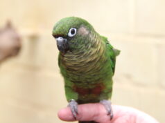 Dieser kleine gefiederte Freund steht stellvertretend für die vielen Vögel, die im Tierheim künftig ein neues, komfortableres Zuhause bekommen sollen. (Symbolfoto: © Bastian Glumm)