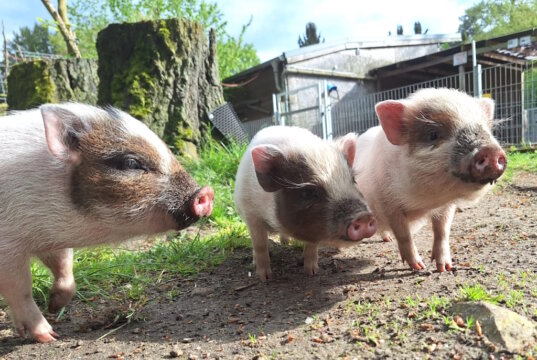 Die drei Mini-Schweinchen (v.li.) Carola, Constanze und Charlotte fühlen sich im Ohligser Vogelpark pudelwohl. (Foto: © Solinger Vogelpark)