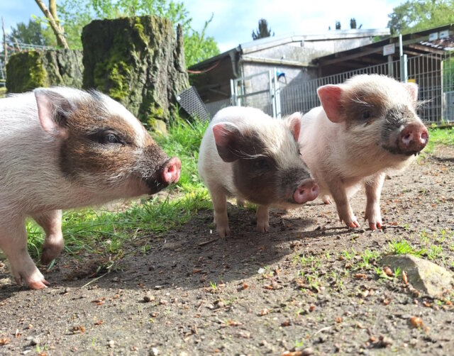 Die drei Mini-Schweinchen (v.li.) Carola, Constanze und Charlotte fühlen sich im Ohligser Vogelpark pudelwohl. (Foto: © Solinger Vogelpark)