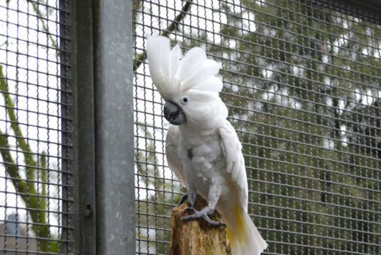 Weißhaubenkakadu Olli galt lange Zeit als unverträglich. Aber mit Lady hat er die ideale Partnerin gefunden. (Foto: © Martina Hörle)