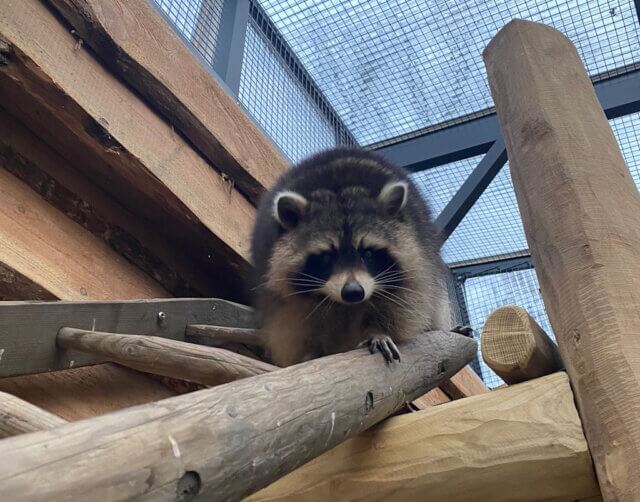 Die Waschbärenanlage des Tierparks Fauna in Gräfrath war in die Jahre gekommen und wurde jetzt komplett modernisiert, sehr zur Freude der tierischen Bewohner. (Foto: © Linda Bunzenthal)